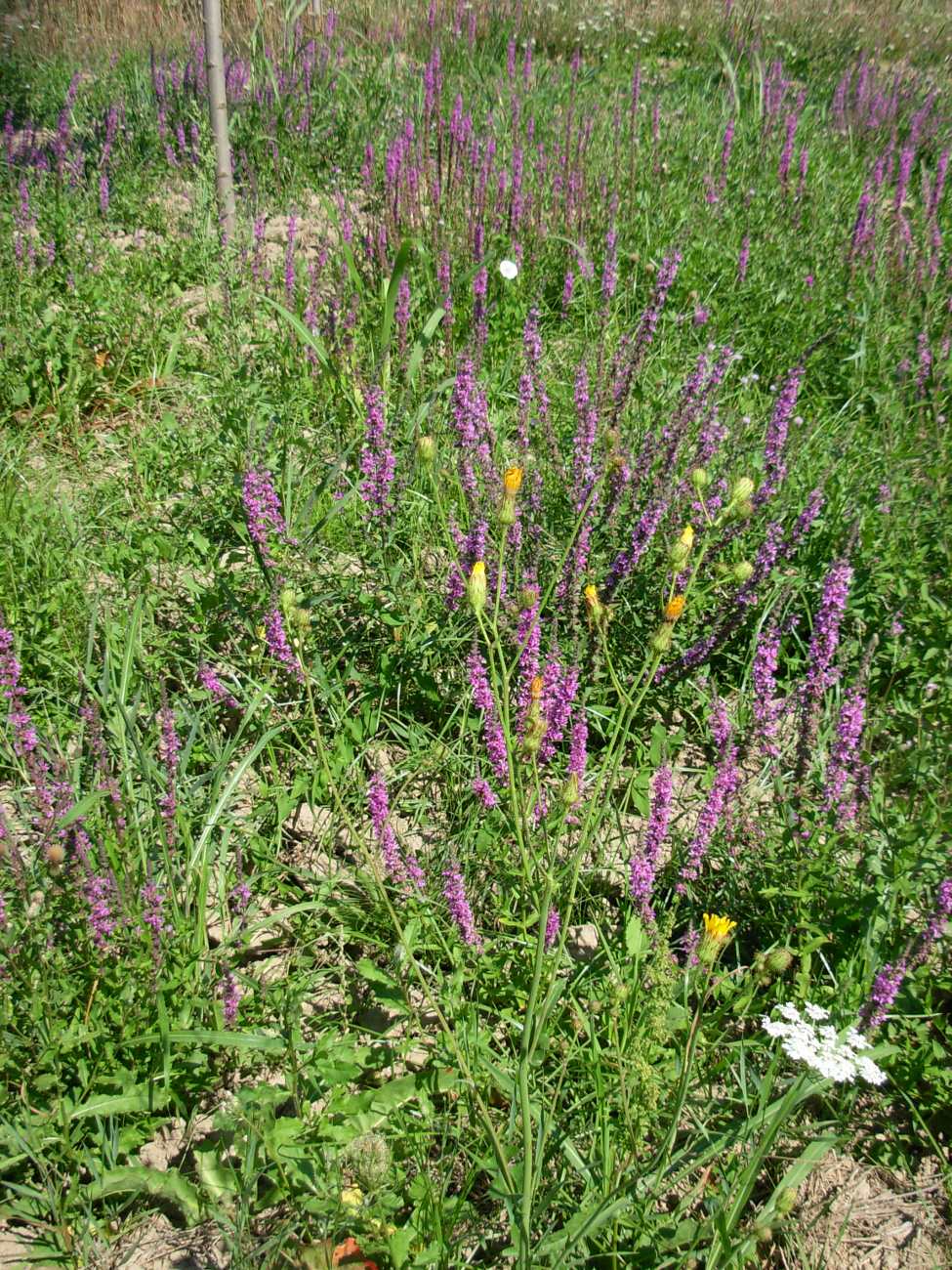 Sonchus arvensis L. subsp. arvensis / Grespino dei campi